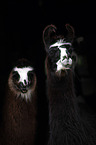 Lamas