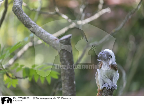 Lisztaffe / cottontop tamarin / PW-04023