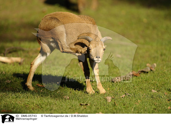 Mhnenspringer / barbary sheep / DMS-05743