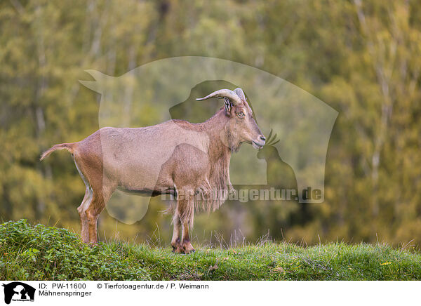 Mhnenspringer / Barbary sheep / PW-11600