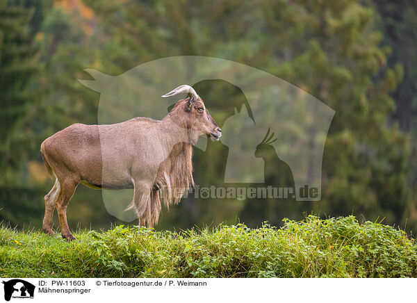 Mhnenspringer / Barbary sheep / PW-11603