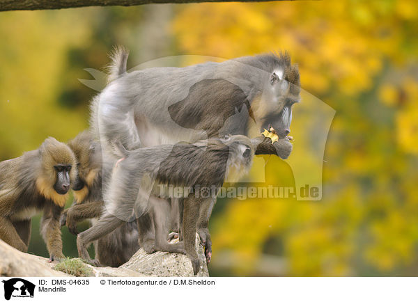 Mandrills / Mandrills / DMS-04635