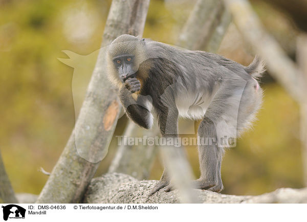 Mandrill / Mandrill / DMS-04636