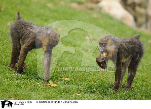 Mandrills / Mandrills / DMS-04639