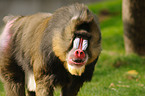 Mandrill