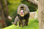 Mandrill