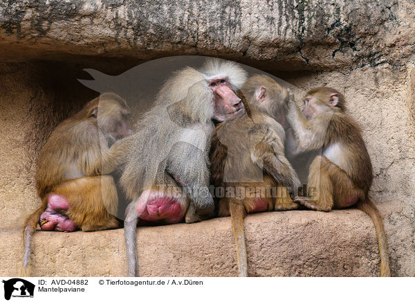 Mantelpaviane / hamadryas baboons / AVD-04882