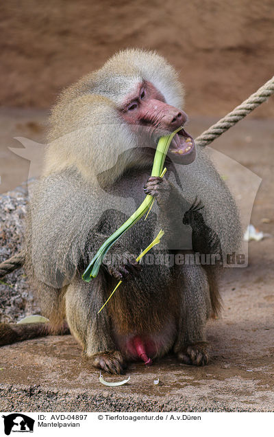 Mantelpavian / hamadryas baboon / AVD-04897