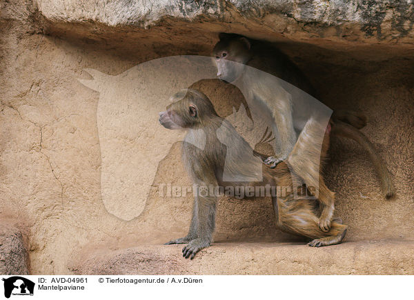 Mantelpaviane / hamadryas baboons / AVD-04961