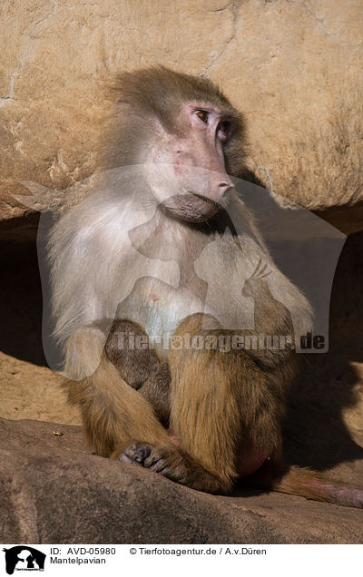 Mantelpavian / hamadryas baboon / AVD-05980