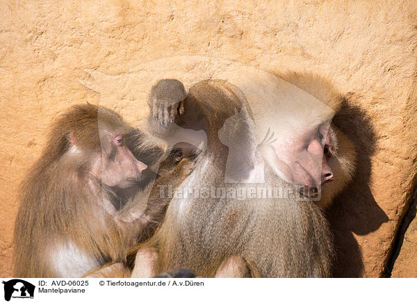 Mantelpaviane / hamadryas baboons / AVD-06025