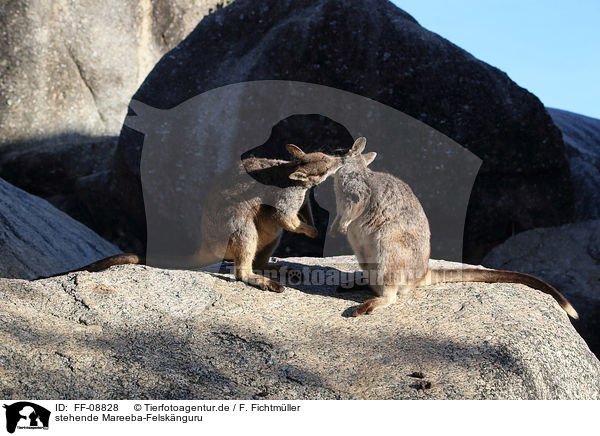 stehende Mareeba-Felsknguru / standing Mareeba rock wallaby / FF-08828