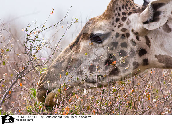 Massaigiraffe / Masai Giraffe / MBS-01444