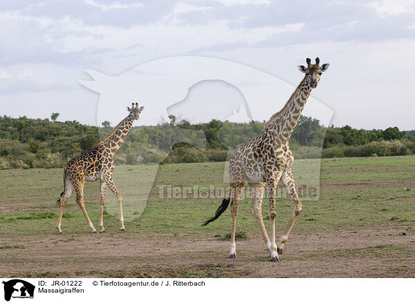 Massaigiraffen / masai giraffes / JR-01222