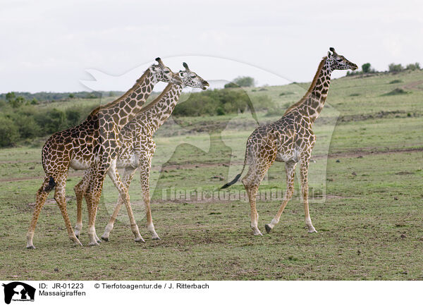 Massaigiraffen / masai giraffes / JR-01223