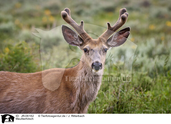 Maultierhirsch / mule deer / JR-06162