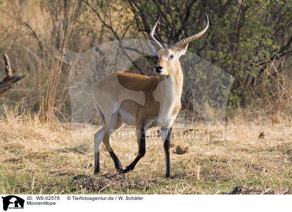 Moorantilope / Lechwe Waterbuck / WS-02576