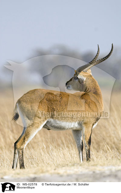 Moorantilope / Lechwe Waterbuck / WS-02578