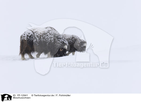 Moschusochsen / musk oxes / FF-12941