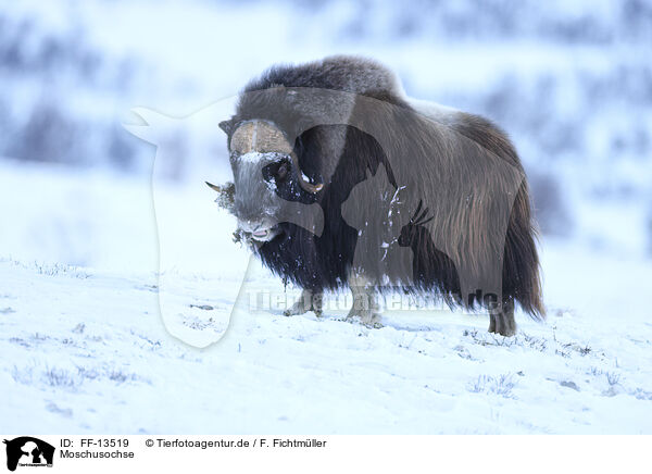 Moschusochse / musk ox / FF-13519