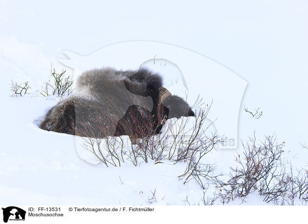 Moschusochse / musk ox / FF-13531