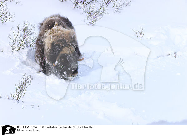 Moschusochse / musk ox / FF-13534