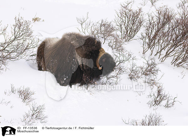 Moschusochse / musk ox / FF-13536