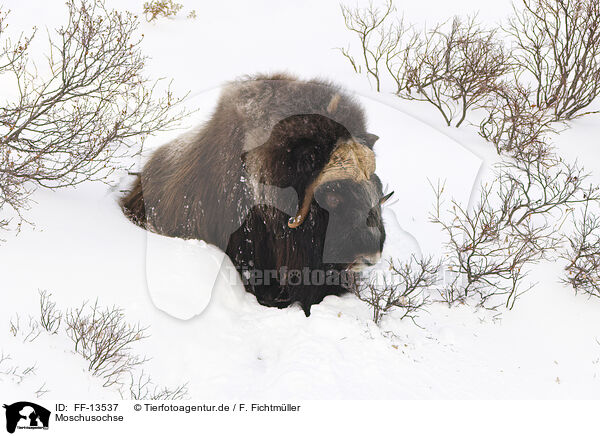 Moschusochse / musk ox / FF-13537