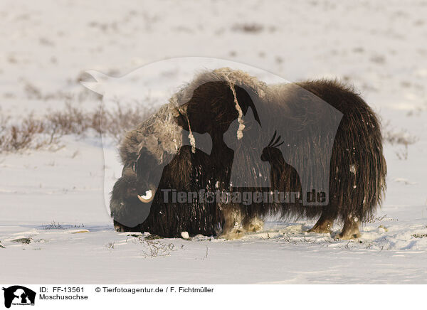 Moschusochse / musk ox / FF-13561