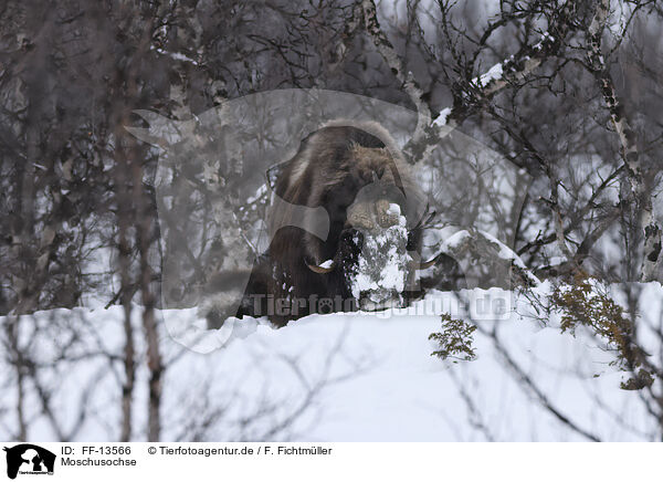 Moschusochse / musk ox / FF-13566