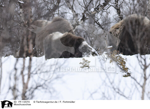 Moschusochse / musk ox / FF-13570