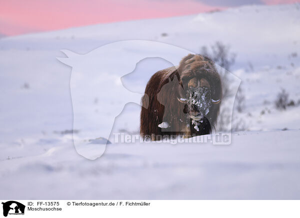 Moschusochse / musk ox / FF-13575