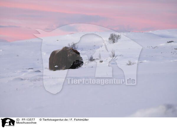 Moschusochse / musk ox / FF-13577