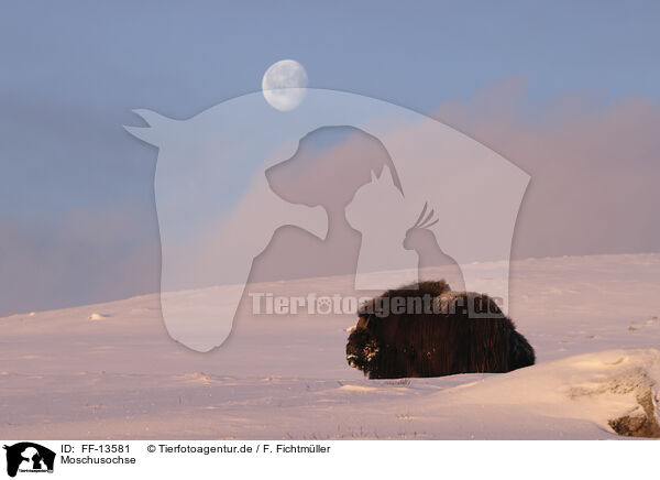 Moschusochse / musk ox / FF-13581