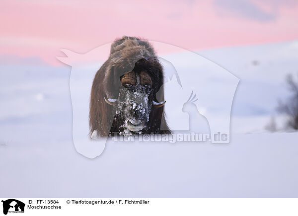 Moschusochse / musk ox / FF-13584