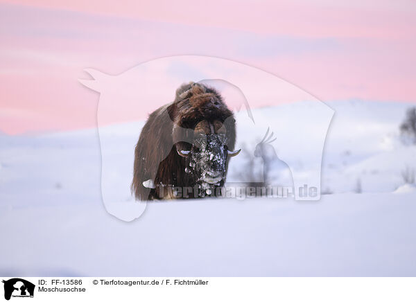 Moschusochse / musk ox / FF-13586