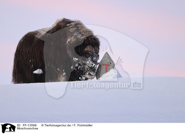 Moschusochse / musk ox / FF-13588