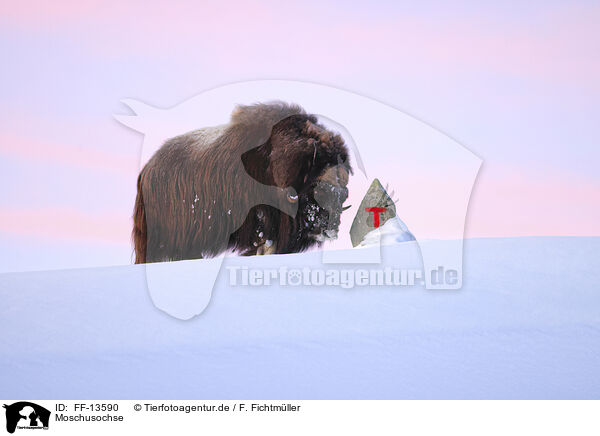 Moschusochse / musk ox / FF-13590