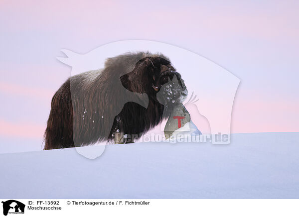 Moschusochse / musk ox / FF-13592