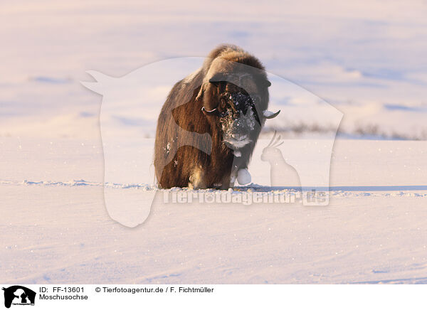 Moschusochse / musk ox / FF-13601