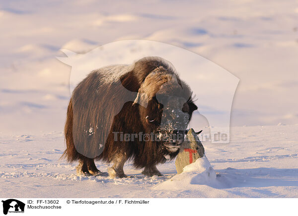 Moschusochse / musk ox / FF-13602