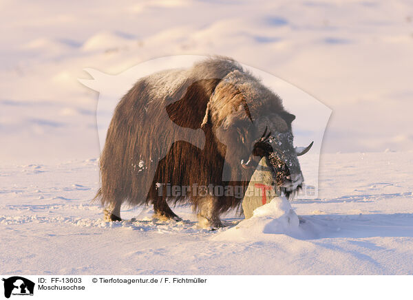 Moschusochse / musk ox / FF-13603