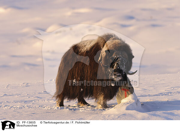 Moschusochse / musk ox / FF-13605