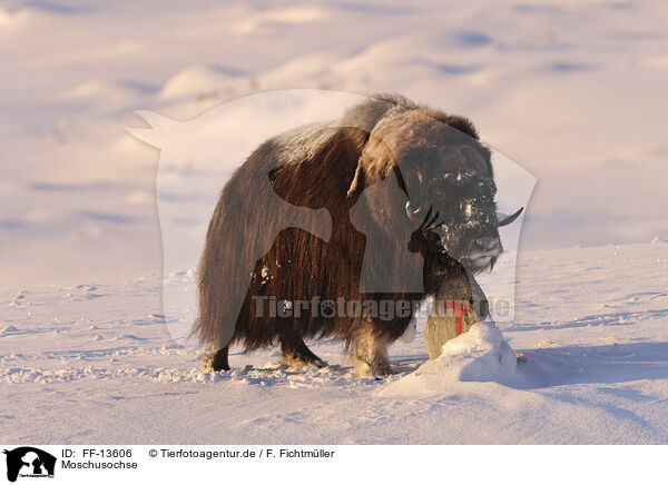 Moschusochse / musk ox / FF-13606