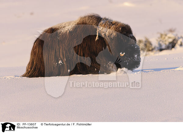 Moschusochse / musk ox / FF-13607