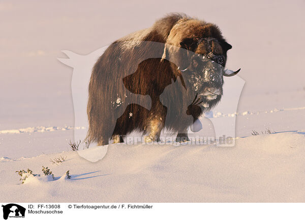 Moschusochse / musk ox / FF-13608