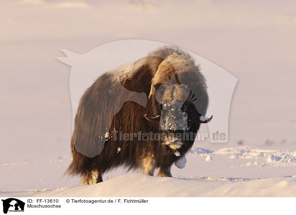 Moschusochse / musk ox / FF-13610