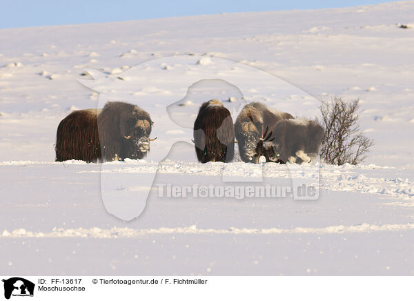 Moschusochse / musk ox / FF-13617