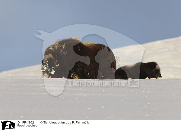 Moschusochse / musk ox / FF-13621