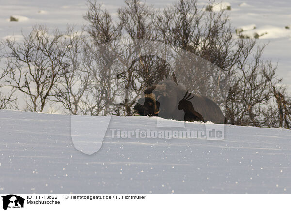 Moschusochse / musk ox / FF-13622